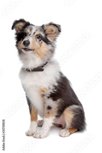 shelty or Shetland Sheepdog puppy photo