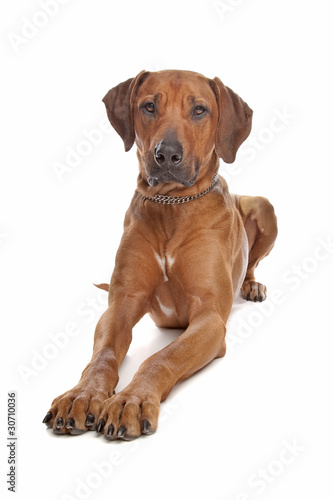 Rhodesian Ridgeback