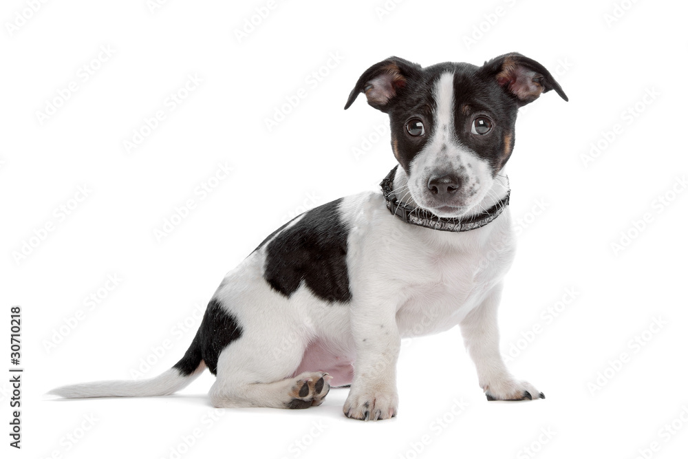 Jack Russel Terrier isolated on a white background Jack Russel Terrier isolated on a white background