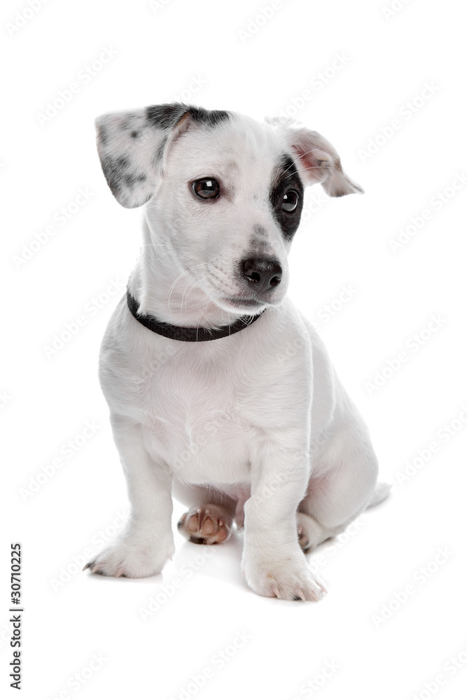 jack russel terrier pup