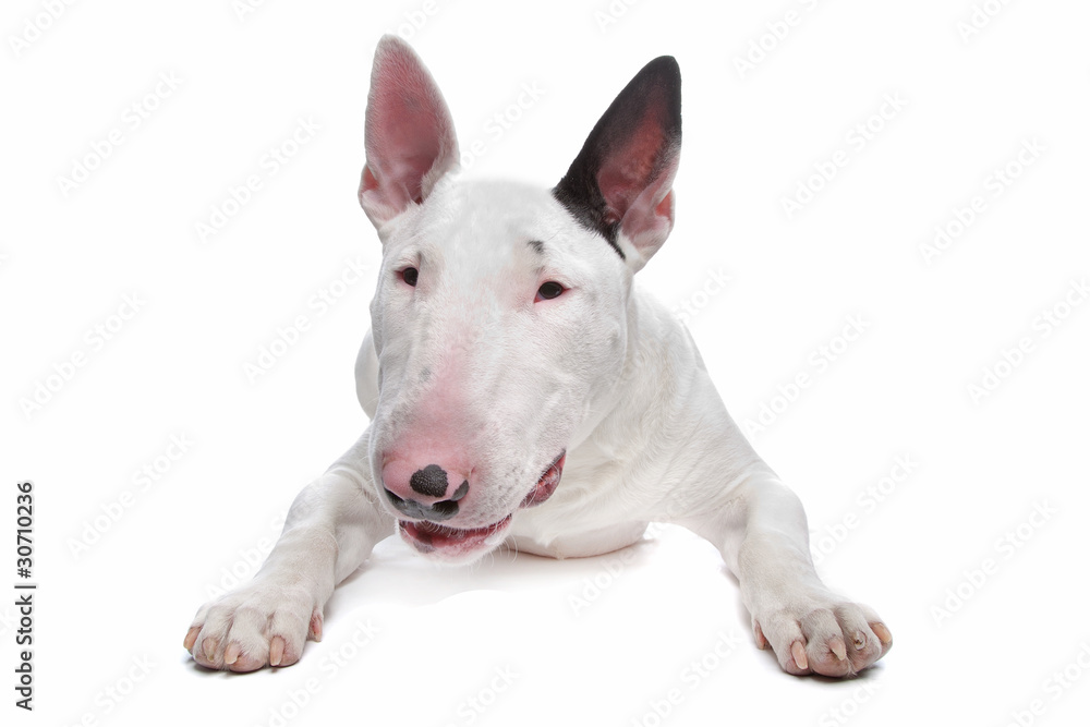 Naklejka premium Bull Terrier