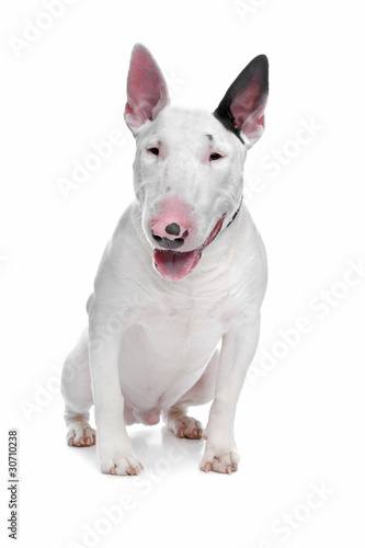 Bull Terrier