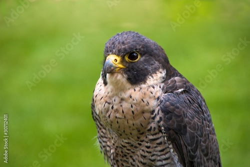 Peregrine falcon ('Falco peregrinus')