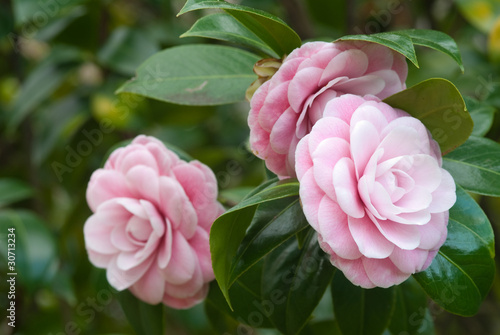 Fotobehang camellia