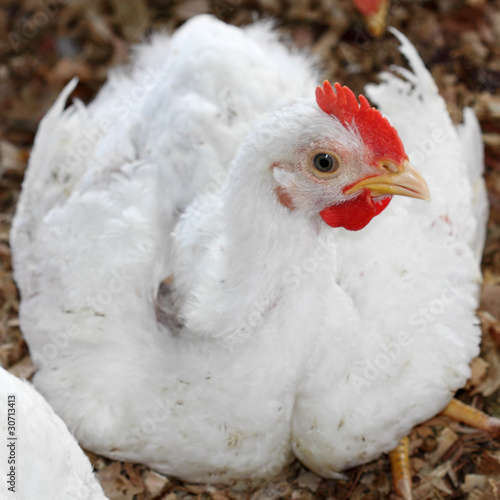 poule blanche photo