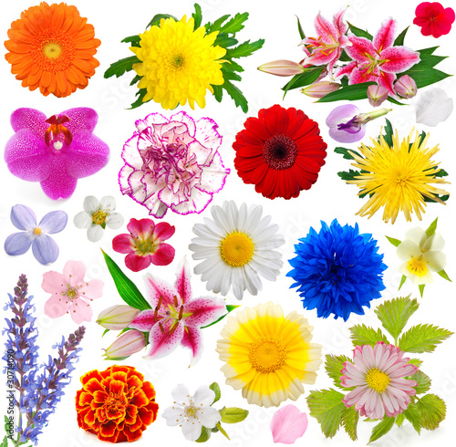 Fototapeta Naklejka Na Ścianę i Meble -  set of flowers