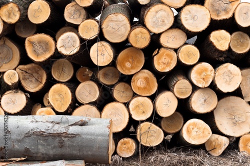 Fresh logs of wood piled up