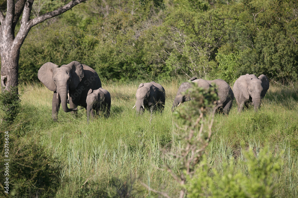 Fototapeta premium éléphants 59
