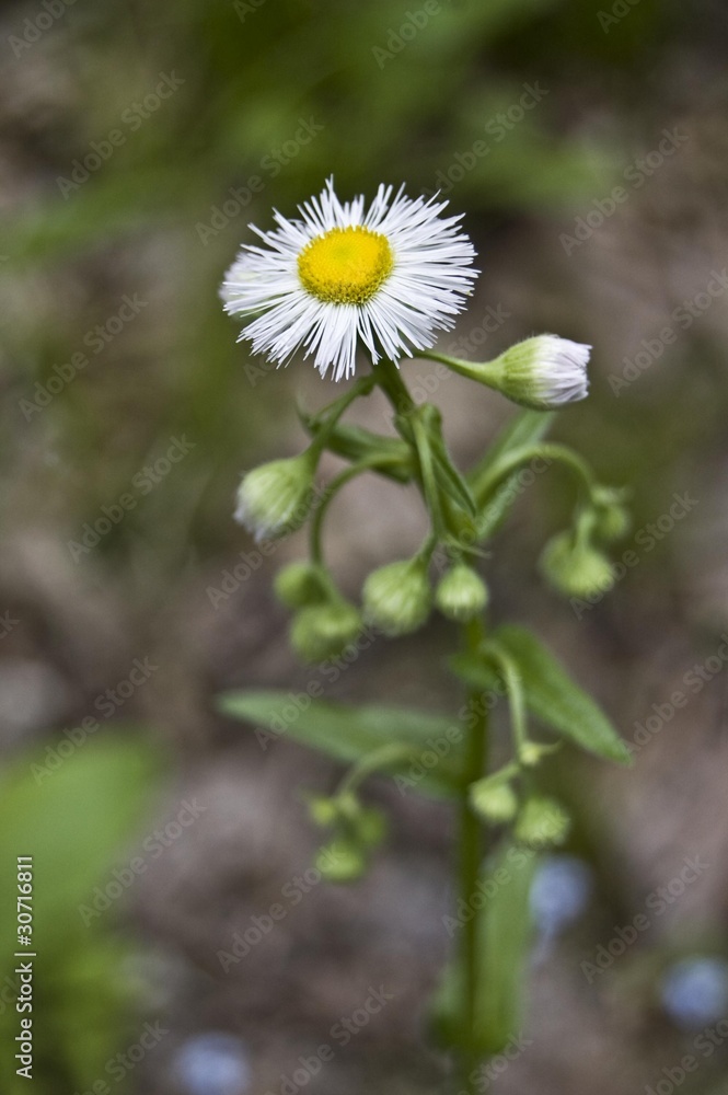 White little flower White little flower