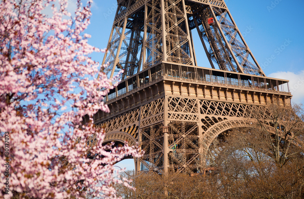 Fototapeta premium Spring in Paris. Blossoming cherry tree and Eiffel tower