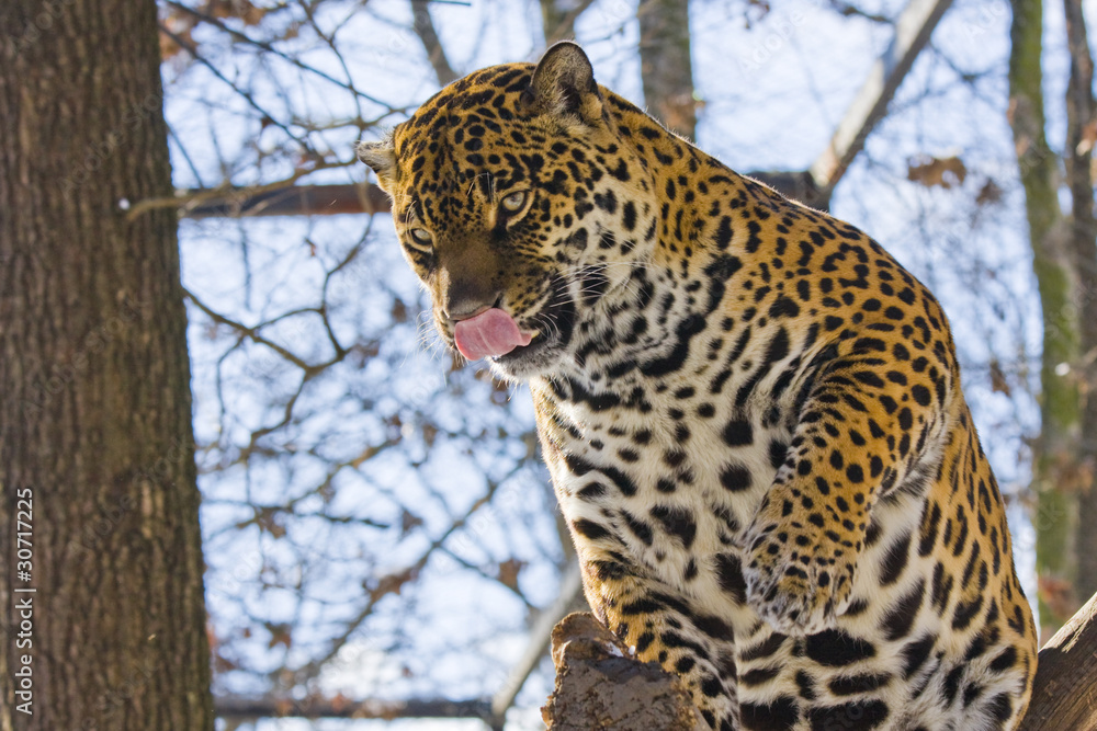 Jaguar (Panthera onca) Jaguar (Panthera onca)