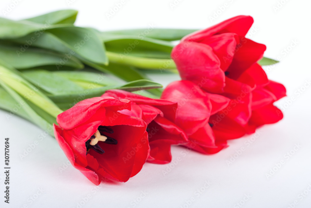 Tulips Tulips