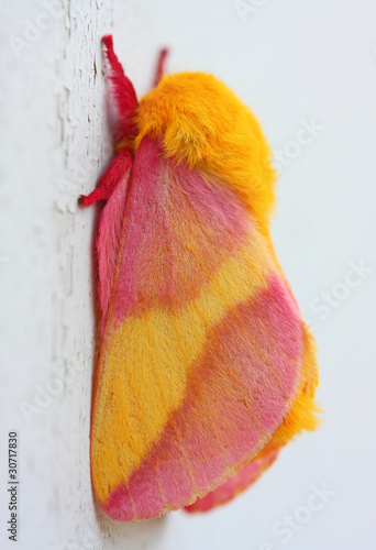 Rosy Maple Moth