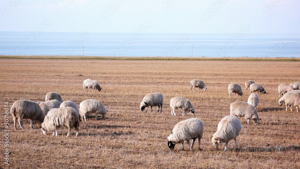 Obraz premium Sheep on grassland