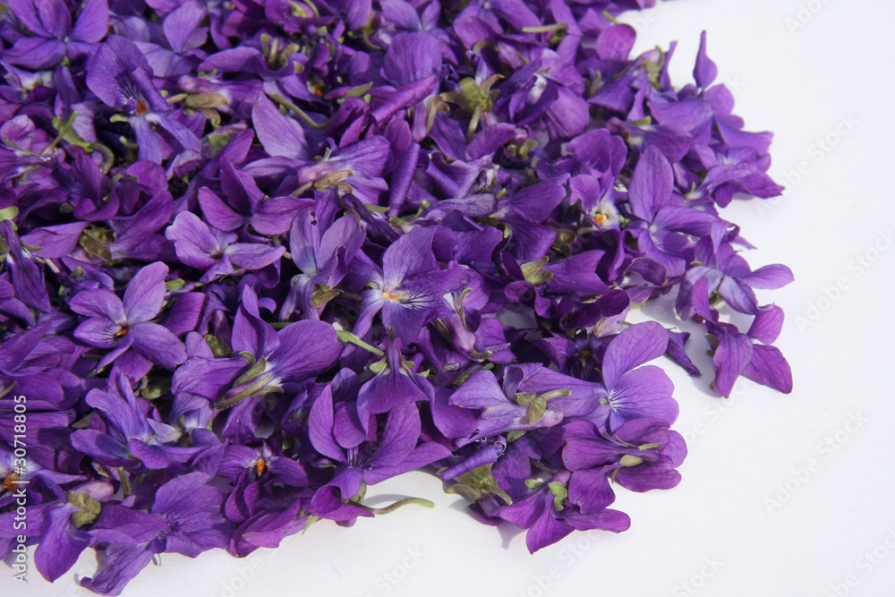 tapis de fleurs de violette