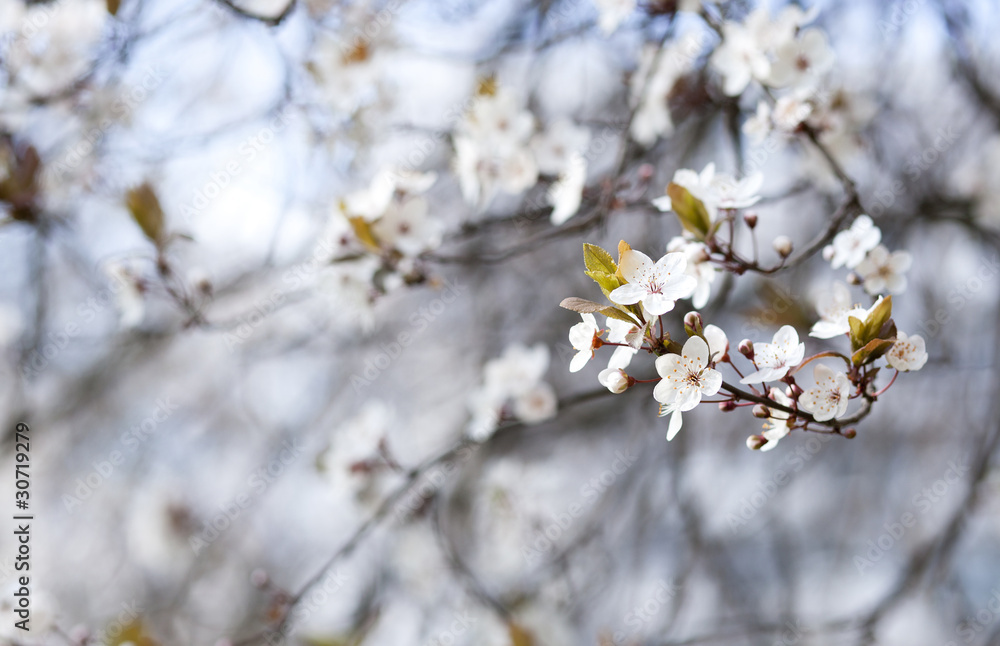 Blossoming cherry tree Blossoming cherry tree