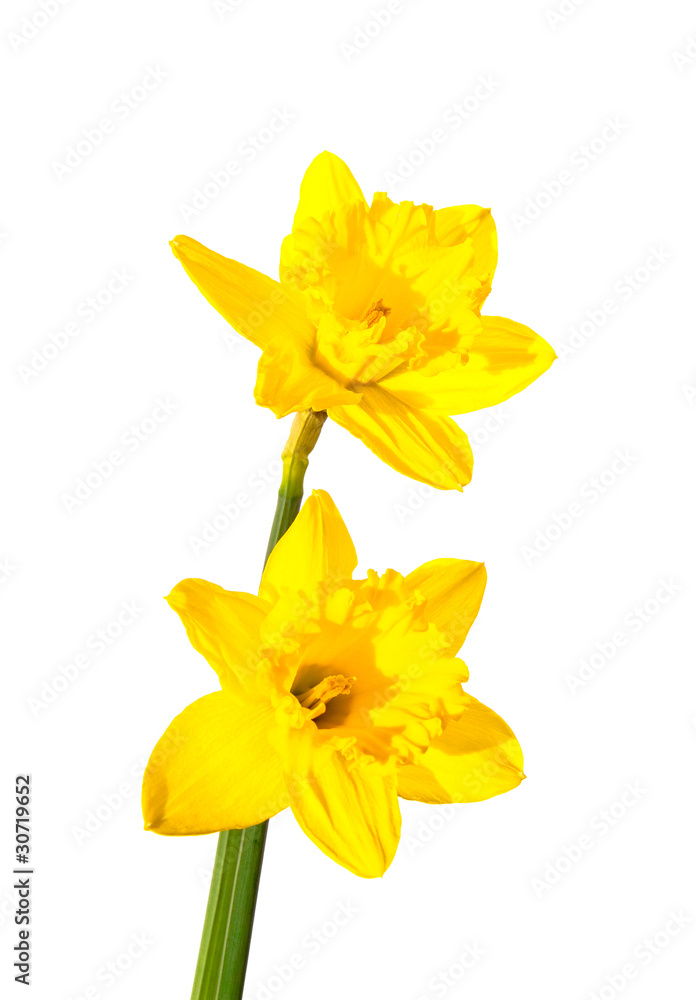 daffodil flower.