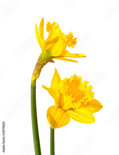 daffodil flower.