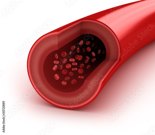 Fotografie Blood vessel sliced macro with erythrocytes. Isolated on white