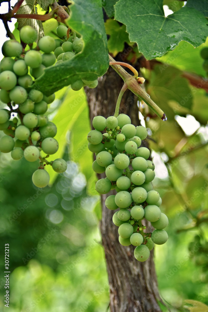 Grapes on the Vine Grapes on the Vine