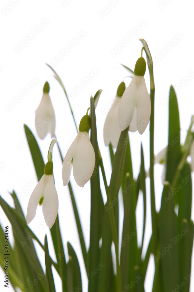 schneeglöckchen StockFoto Adobe Stock