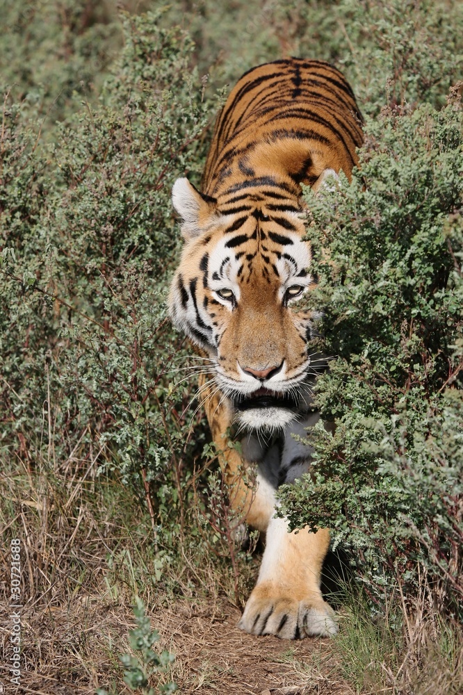 Fototapeta premium Tiger Prowling