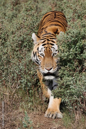 Fototapeta Naklejka Na Ścianę i Meble -  Tiger Prowling