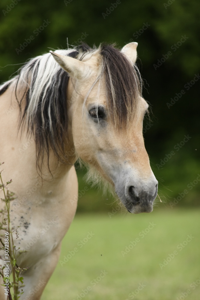 poney au pré poney au pré