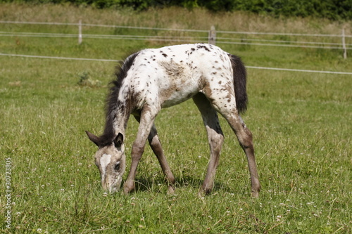 poulain au pré-2