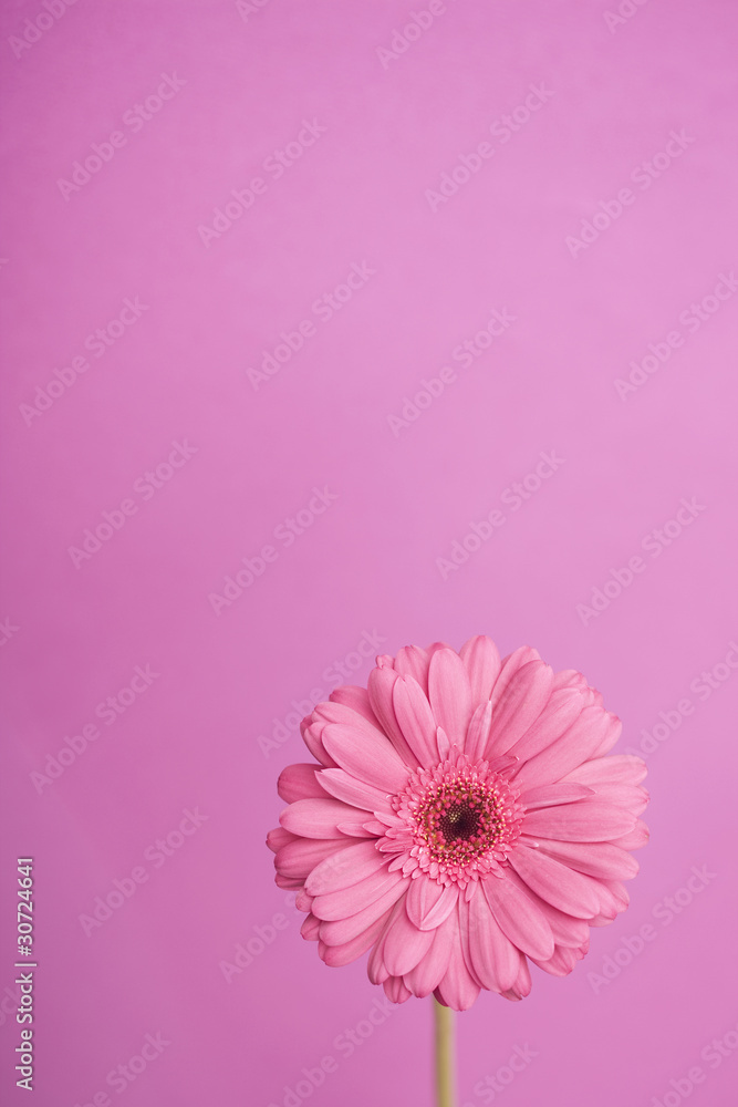 ガーベラの花 ガーベラの花