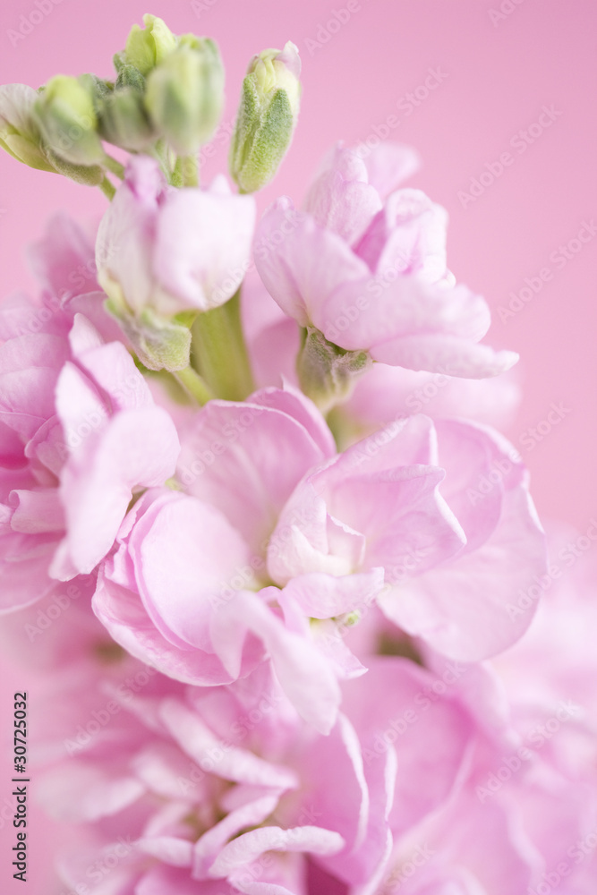 custom made wallpaper toronto digitalストックの花