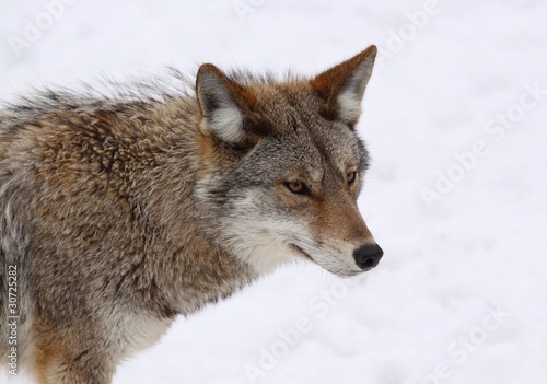 coyote en hiver © karlumbriaco