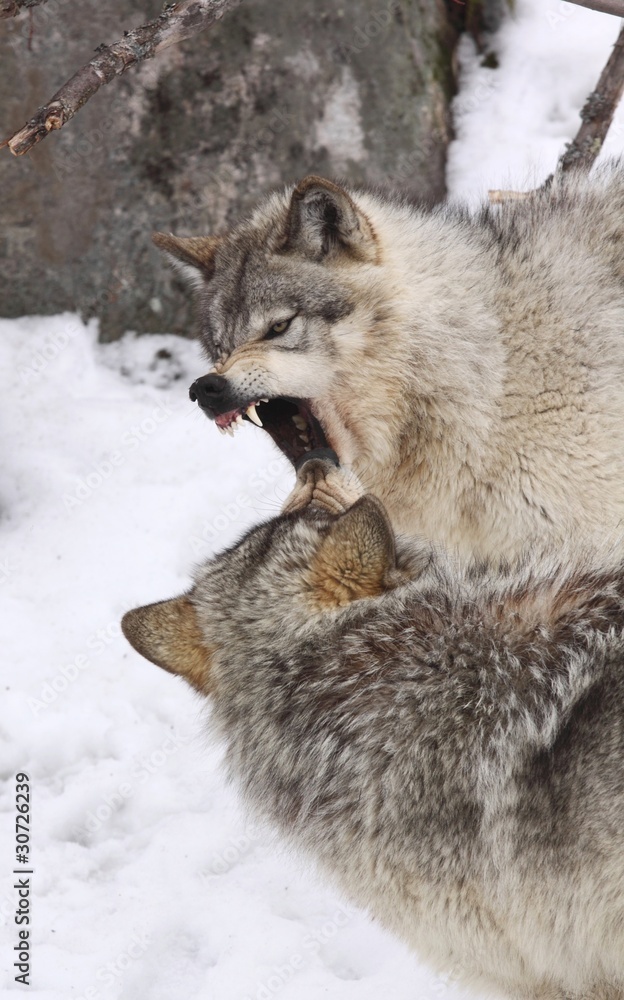 Fototapeta premium petite guerre