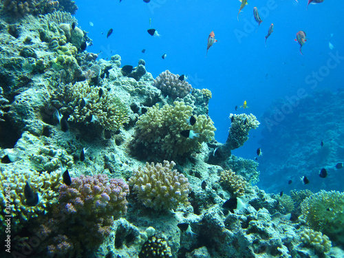 Fototapeta Naklejka Na Ścianę i Meble -  Group of coral fish  in water.