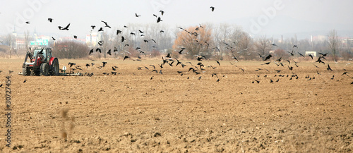 Tractor sown in the field with ravens