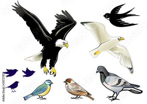 Vögel
