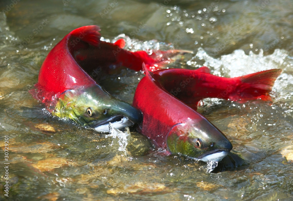 Fototapeta premium Red salmon couple