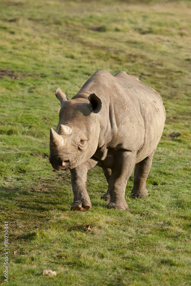 Naklejka premium black rhino 10283