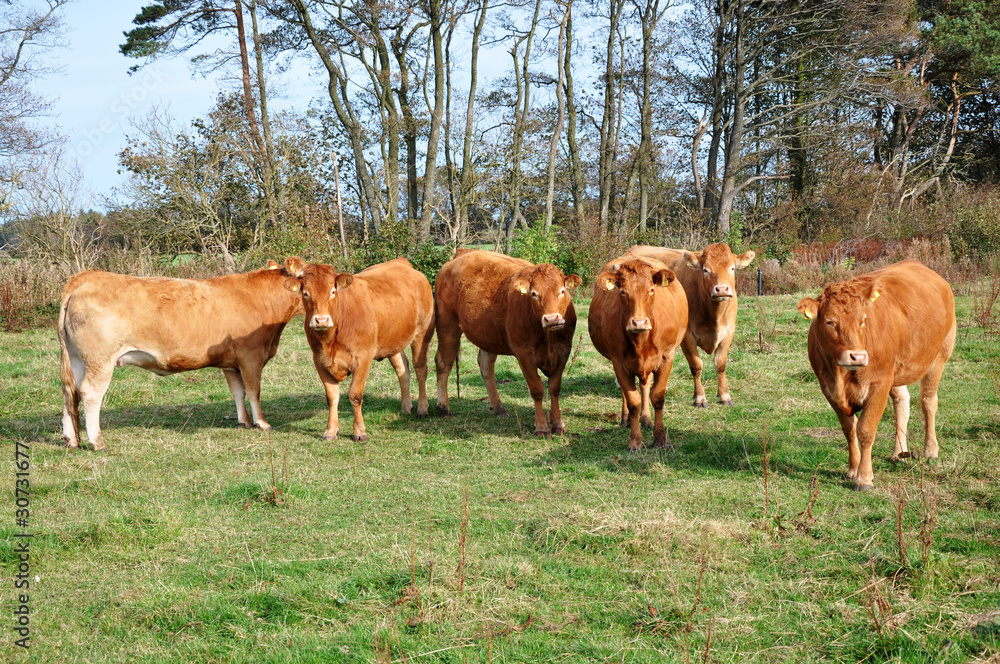 Braune Kühe Braune Kühe