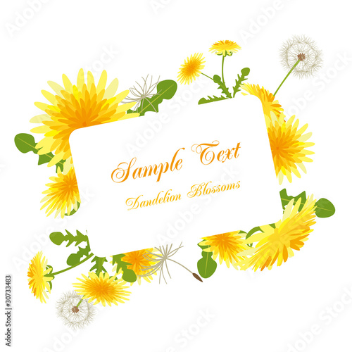Dandelion blossoms frame