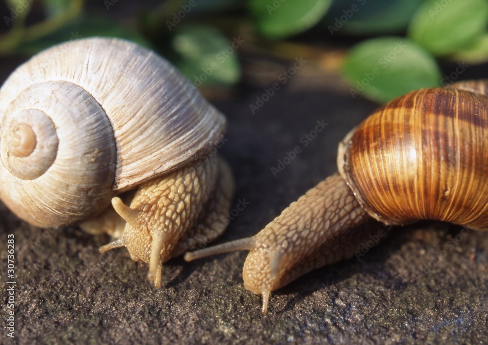 Schnecken Schnecken