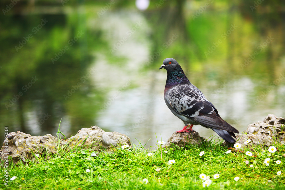 Fototapeta premium pigeon grass