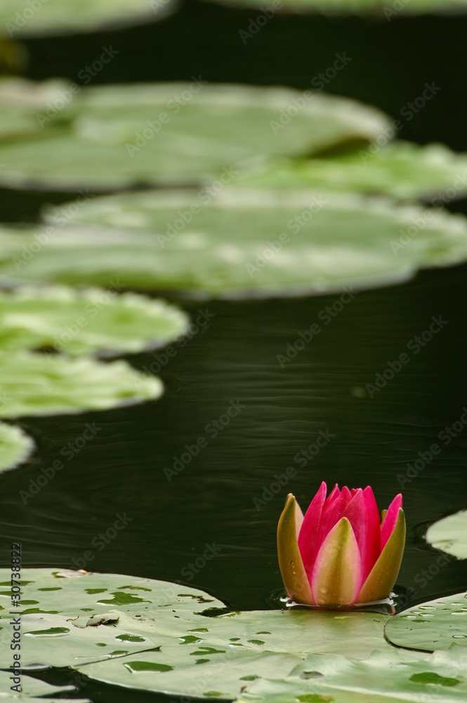 スイレン 睡蓮 赤いスイレン 縦位置 モネの庭 StockFoto Adobe Stock