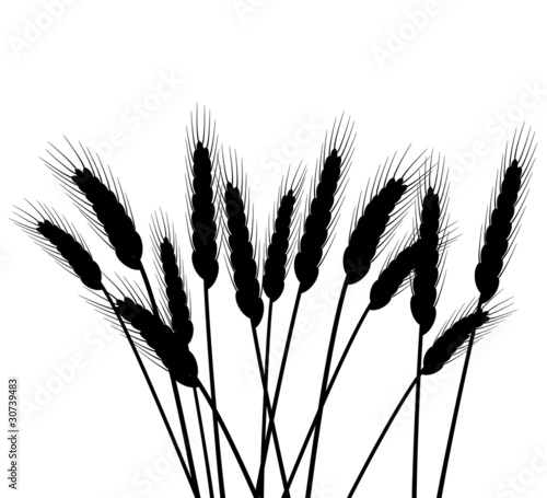 bunch of vector wheat ears