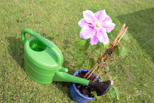 clematis flower beside a watering can