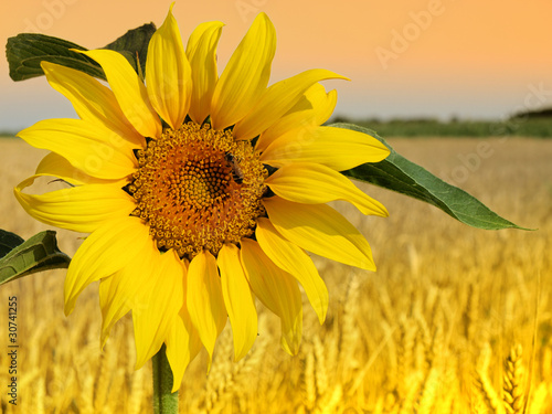 Sunflower and wheat field