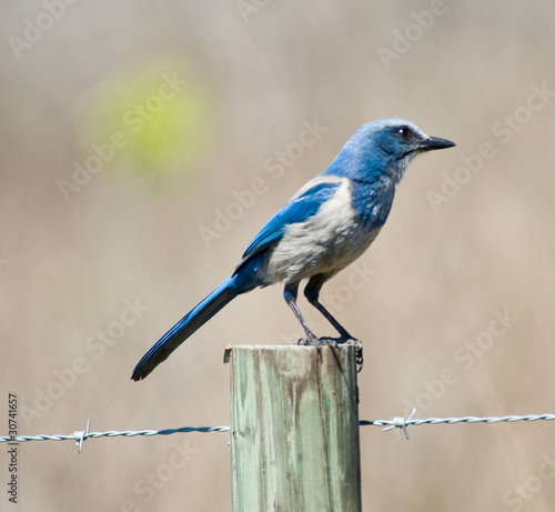 Florida Scrub Jay