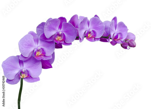 Fototapeta Naklejka Na Ścianę i Meble -  Ветка сиреневых цветов орхидеи на белом фоне