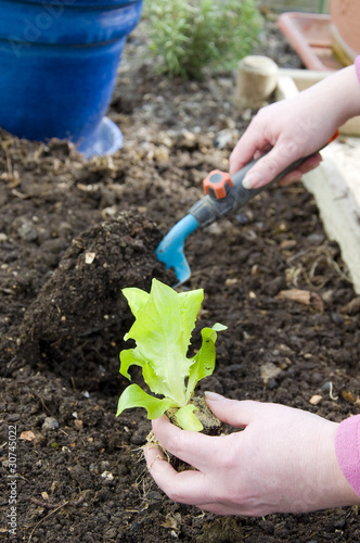 Salat einpflanzen im Gewächshaus