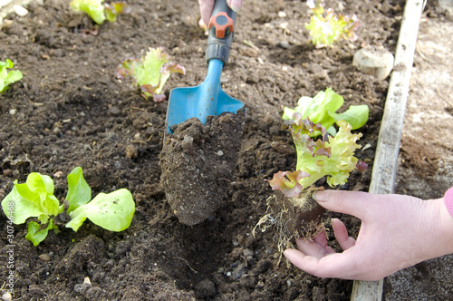 Salat einpflanzen im Gewächshaus
